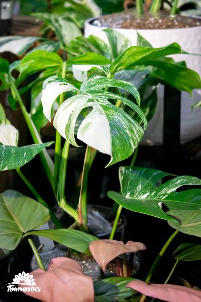 Monstera variegata avec feuilles panachées dans un pot.